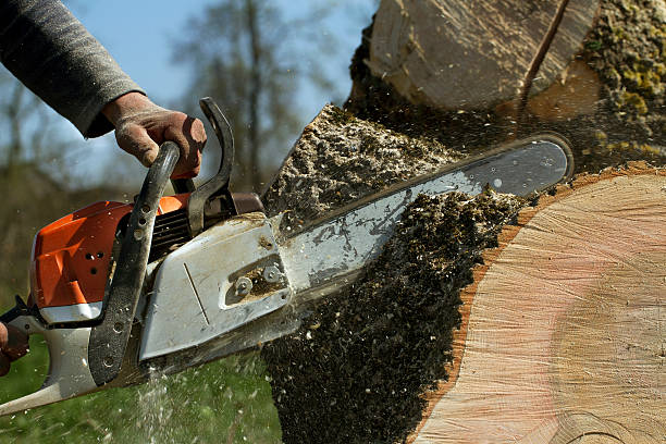 Best Emergency Storm Tree Removal  in Larch Y, WA